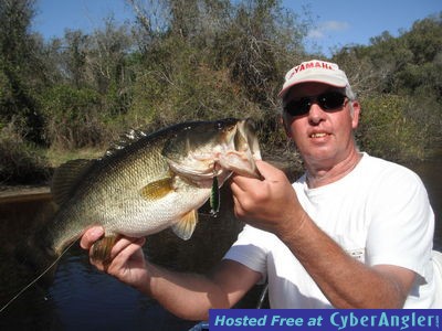 Largemouth Bass in Sarasota, Fl