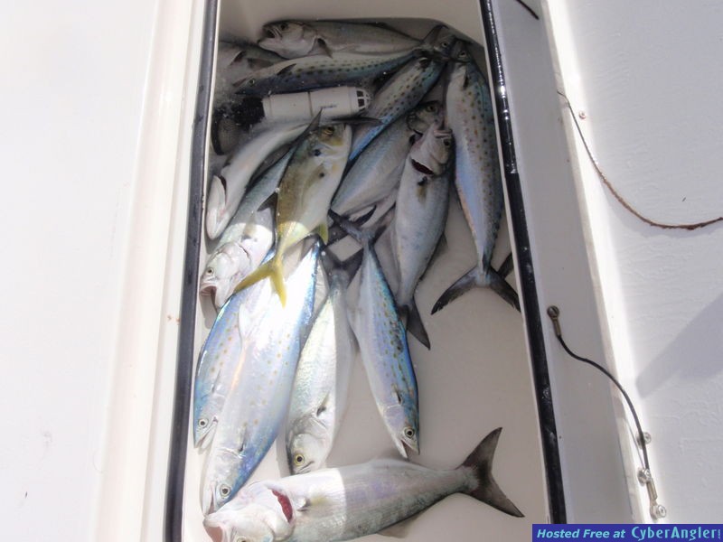 Arrons_Catch