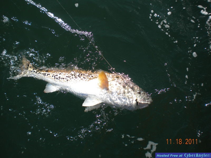 Full Net Fishing Charters - Fall 2011