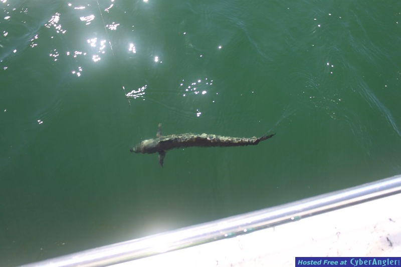 Full Net Fishing Charters - Fall 2011