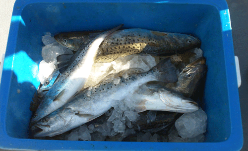 Jacksonville fishing