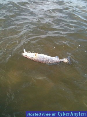 Click to Enlarge Photo