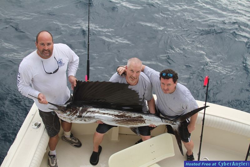 Sailfish
