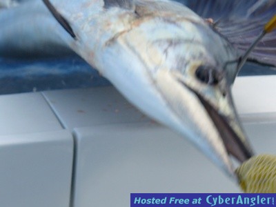 sailfish dave