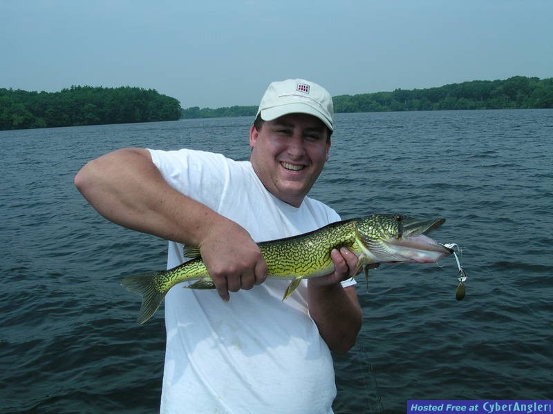 Chain Pickerel