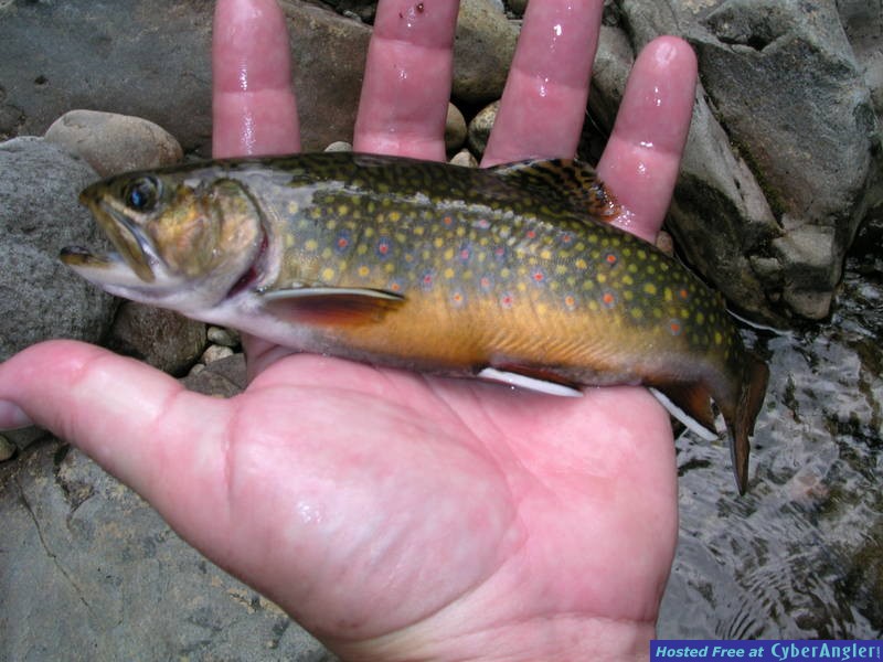 Brook Trout