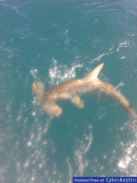 Shark Taylor