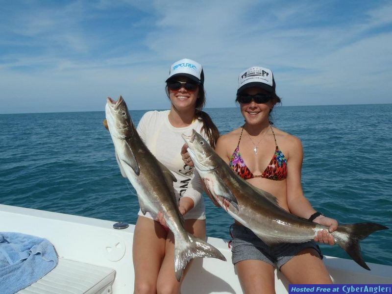 Gulf Cobia