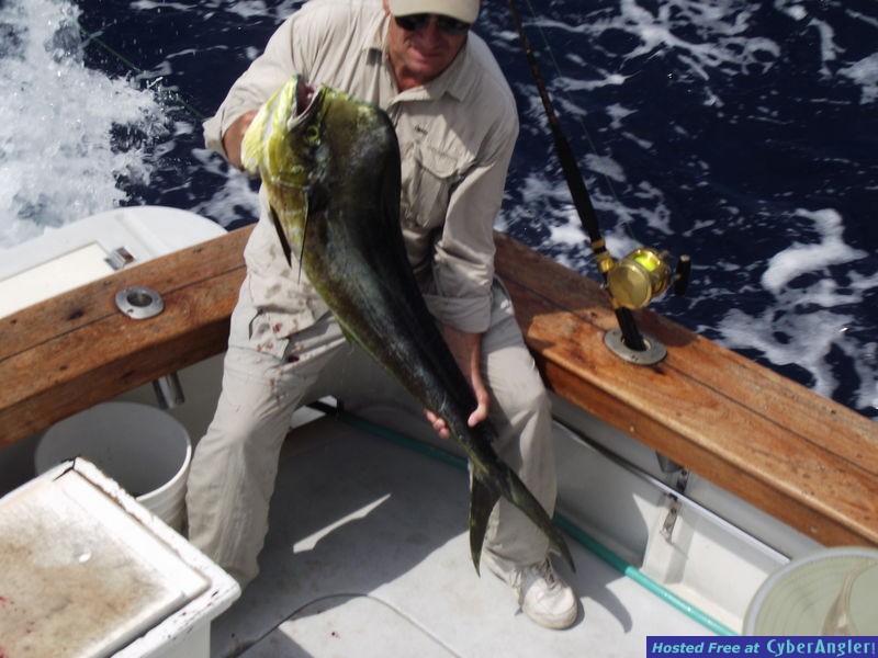 Big Dolphin