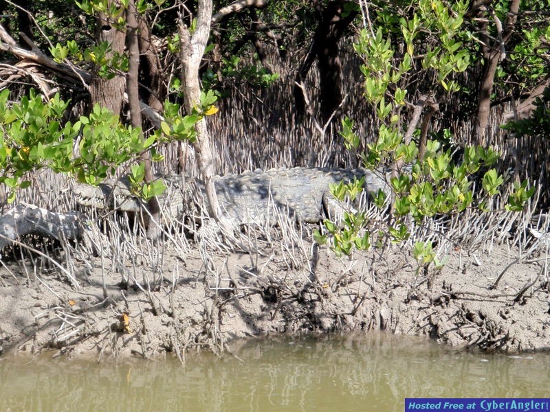 New_Flamingo_Croc_pix