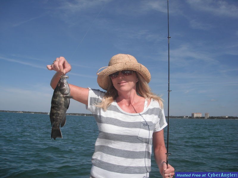 Sarasota sea bass