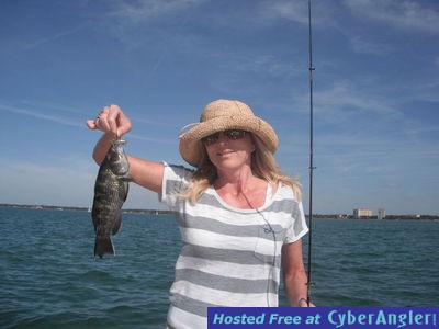 Sarasota sea bass