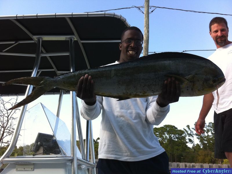 Early Spring Dolphin
