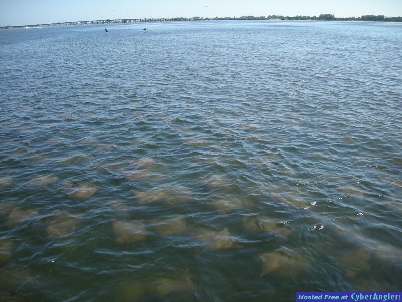 Bass N Bay Charters