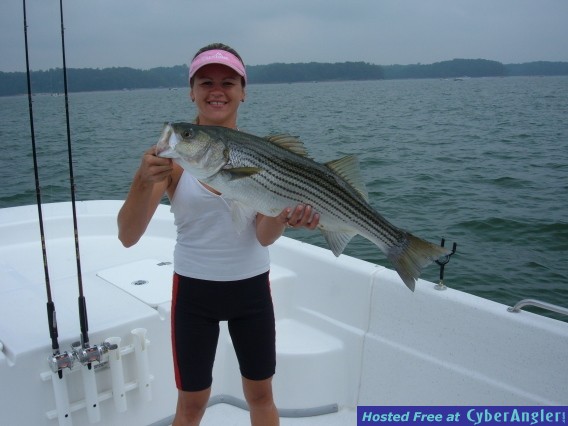 Stripers on Lake Lanier