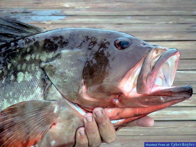A nice red