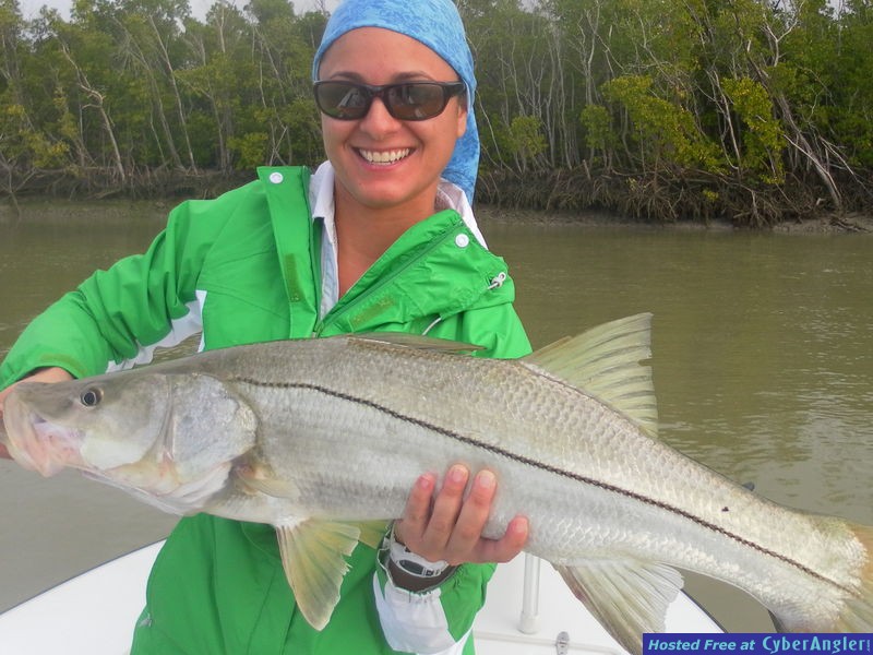 Glades Snook