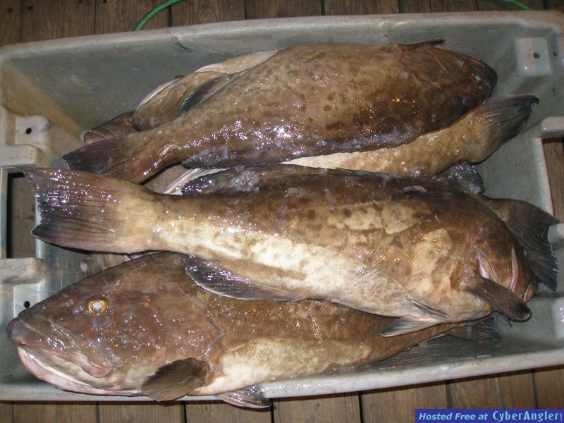 Deep Sea Fishing Myrtle Beach for Grouper