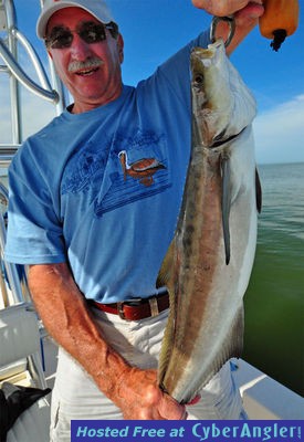 Charlotte Harbor Cobia