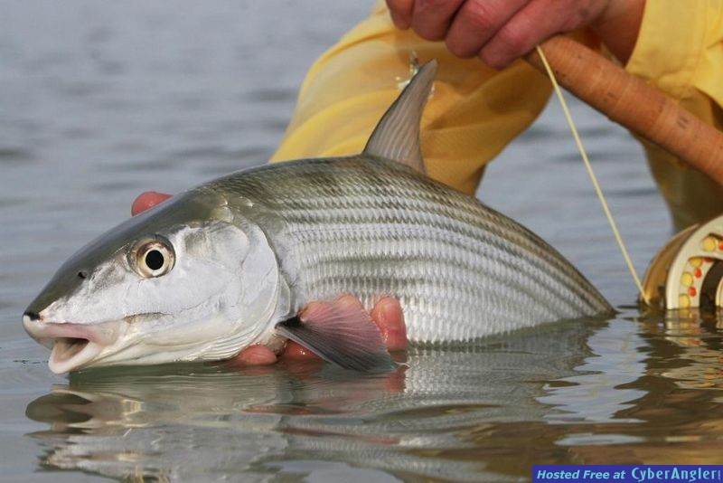 bonefishing at its best at Pesca Maya Ascension Bay