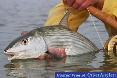 bonefishing at its best at Pesca Maya Ascension Bay