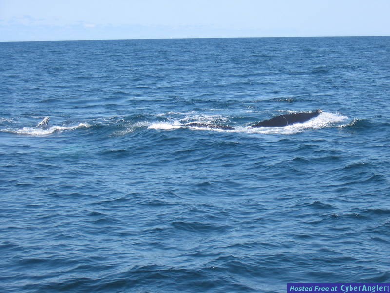 Picture_061