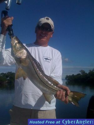31 1/2 inch snook