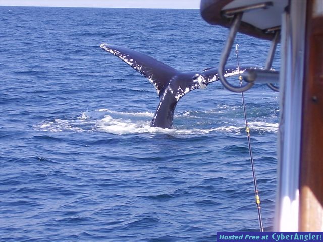 wahltail
