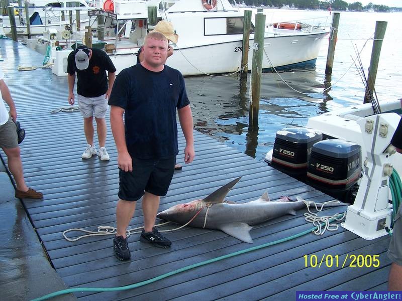 Bull Shark Caught in Gulf of Mexico PCB