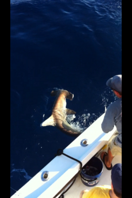 Click to Enlarge Photo