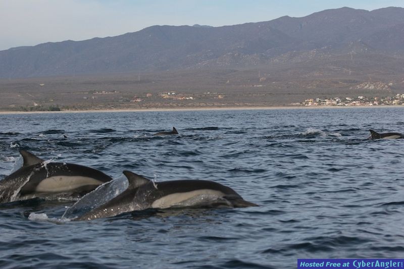 Click to Enlarge Photo