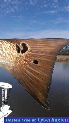 Close up Redfish Tail