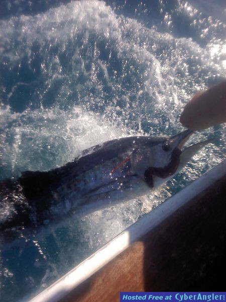 al sailfish