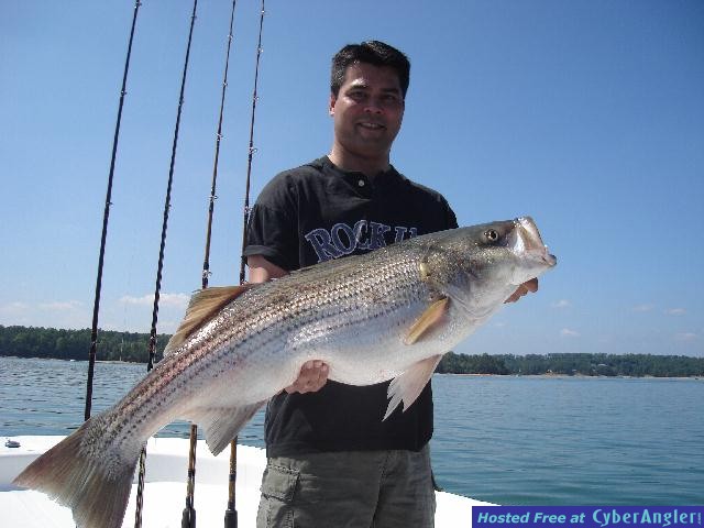 Big Lanier Striper