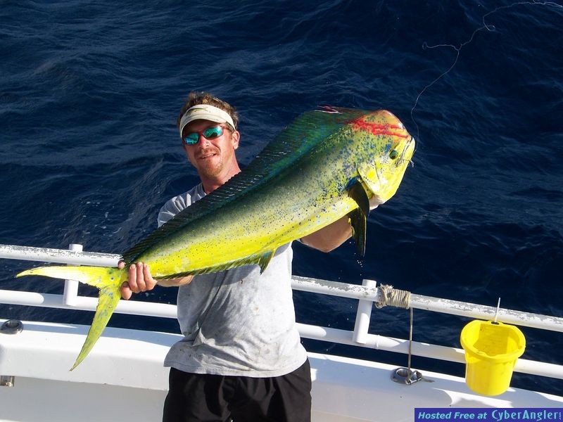 Dolphin Fish