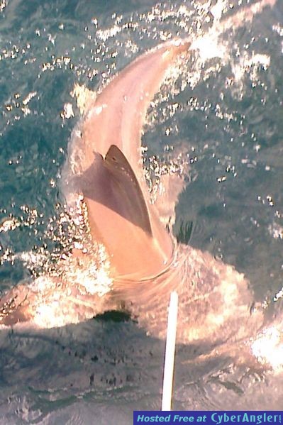 Shark in Trouble
