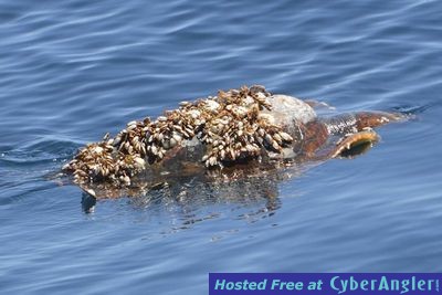 Click to Enlarge Photo