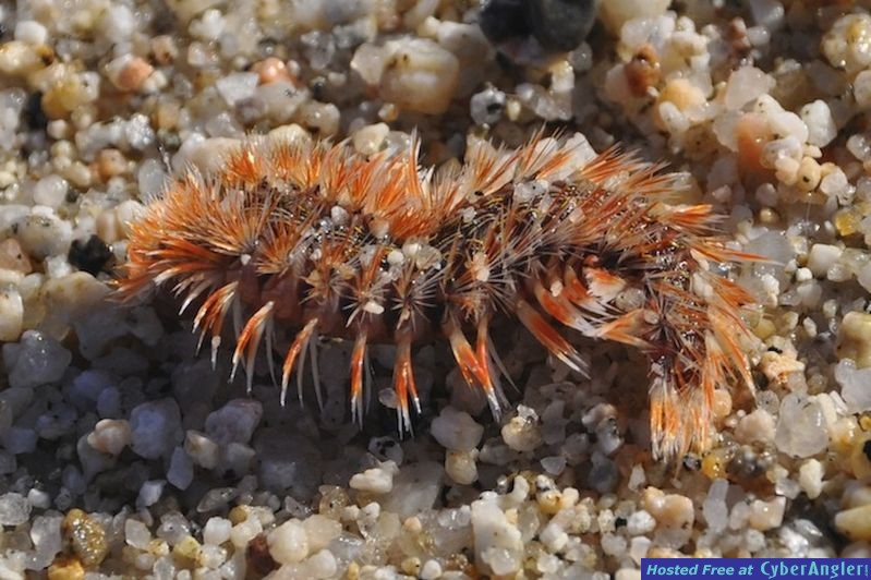 Click to Enlarge Photo