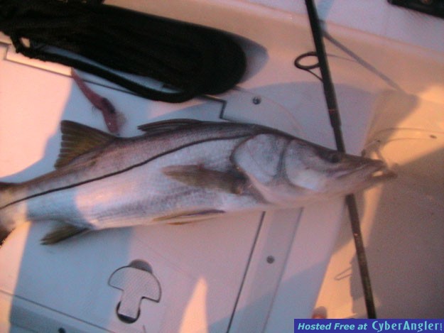 lil snook
