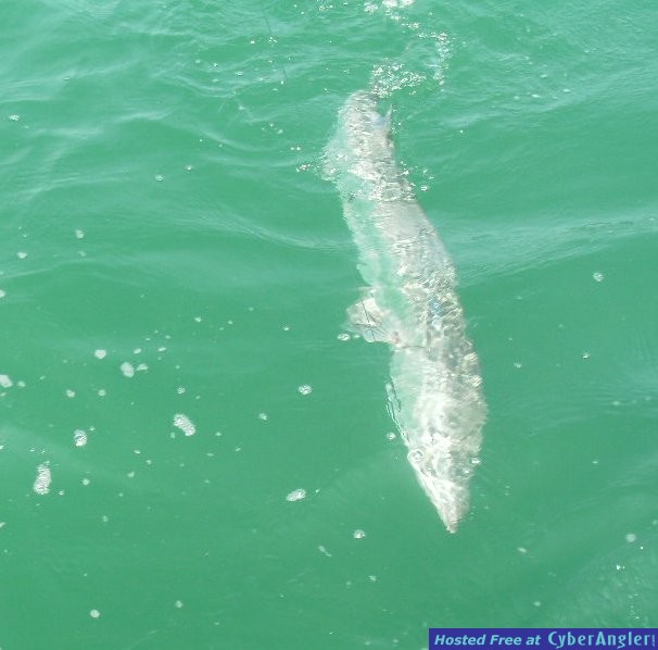 KingFish are back