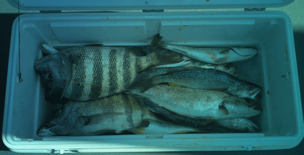 Jacksonville fishing