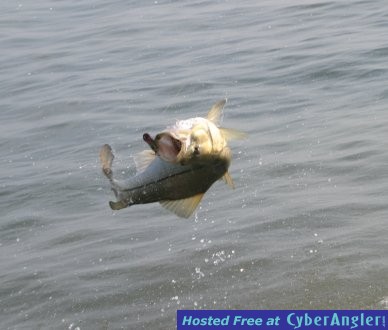 snook