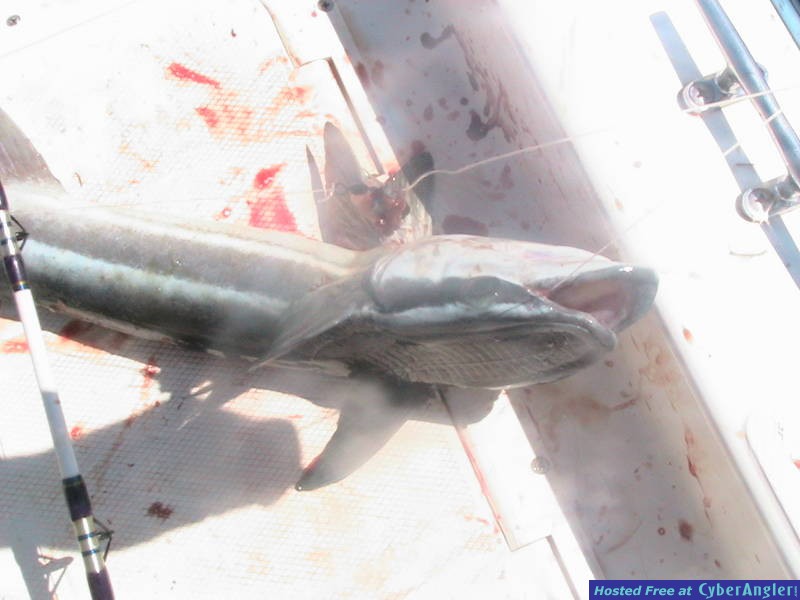 annoying remora