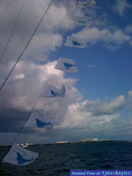 7 sailfish