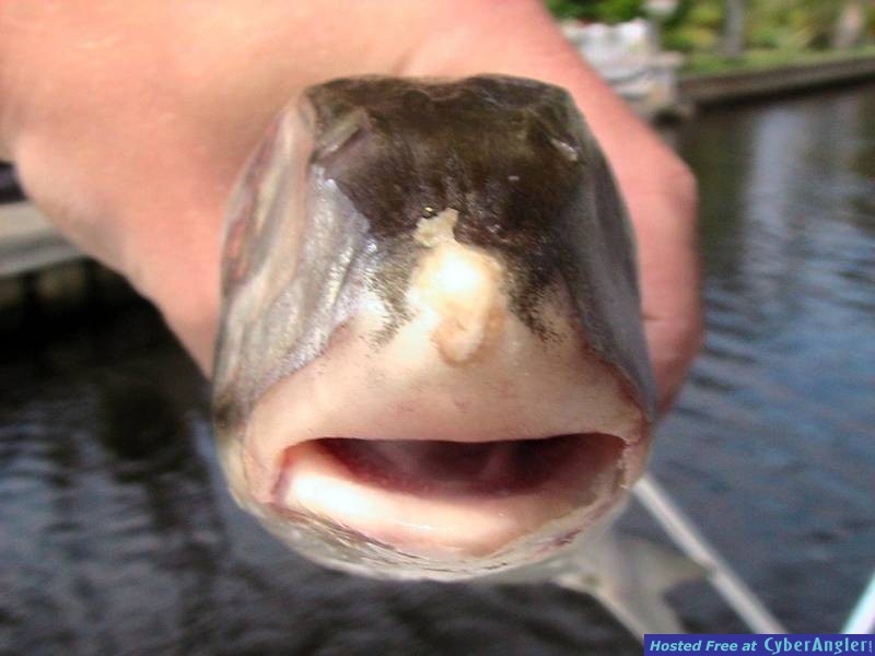 bonefish