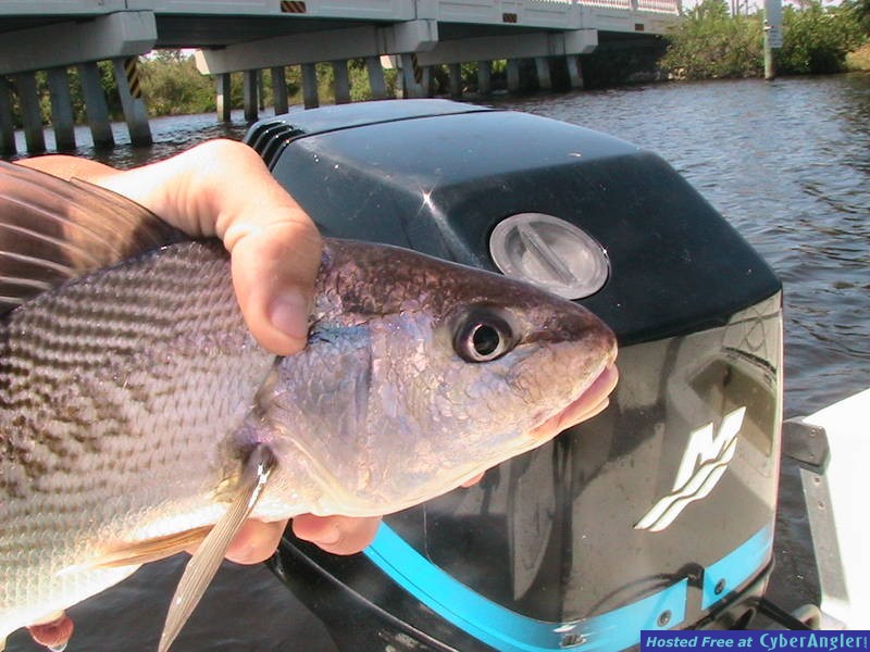 atlantic croaker