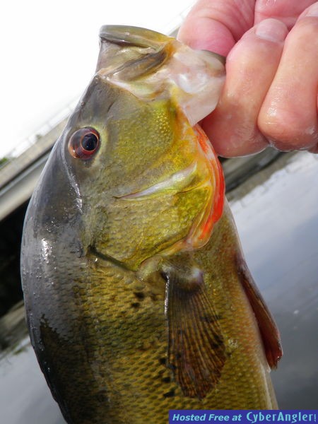 Bass Bash in Palm Beach County