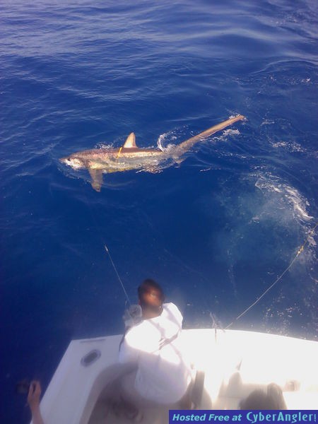shark stilling