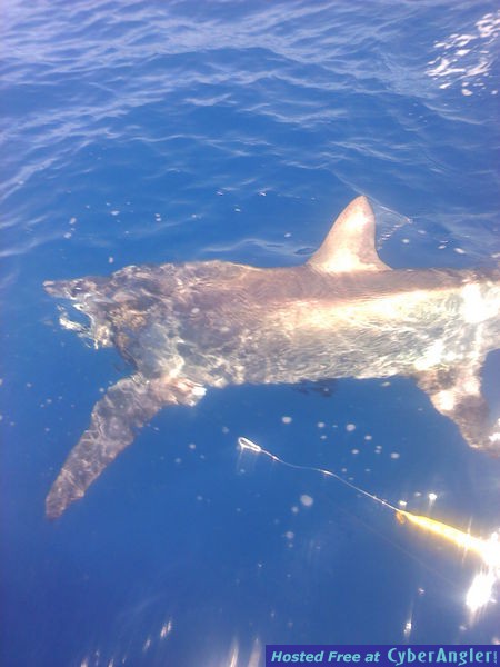 shark stilling
