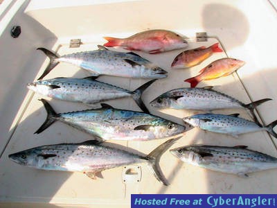 Spanish Mackerel and Snappers